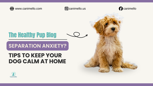 A calm and relaxed dog resting comfortably at home, representing peace of mind for pet owners. Dog Supplements for anxiey