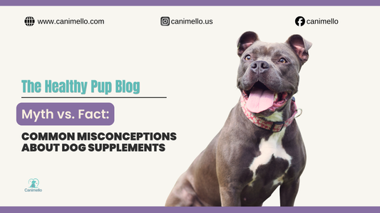 A curious dog looking at a container of premium dog supplements, symbolizing health and informed choices.