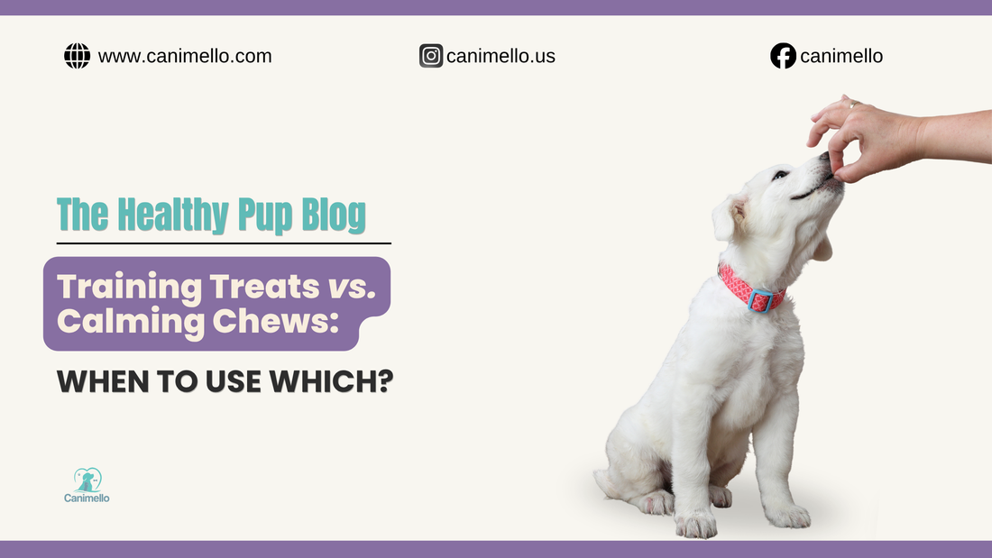 A dog eating a treat, illustrating the difference between training rewards and calming supplements for dogs