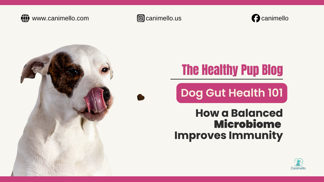 A healthy, energetic dog outdoors, representing the vitality that comes from good digestive health.