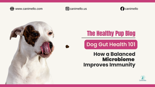 A healthy, energetic dog outdoors, representing the vitality that comes from good digestive health.