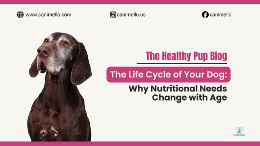 A senior dog representing how nutrition needs to change at some stages of their canine years..