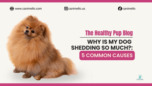 Close-up of a happy dog sitting, representing healthy coat maintenance and shedding management. Recomending dog supplement for skin health.