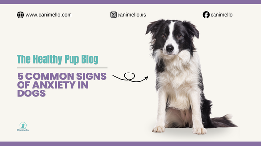 Anxiety relief supplements for dogs 