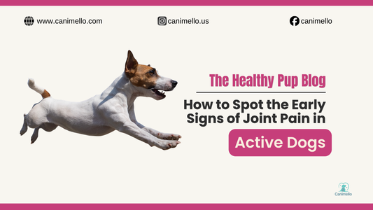 an active, happy dog jumping, representing mobility and long-term joint health.