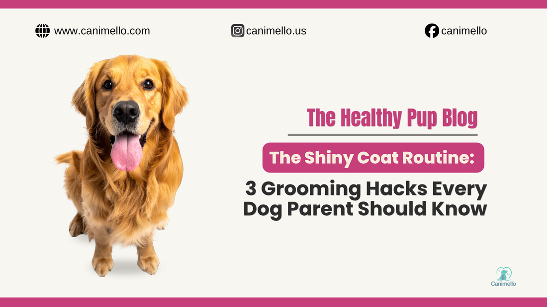 Close-up of a dog with a healthy, glossy coat, showcasing the results of proper grooming and nutrition.
