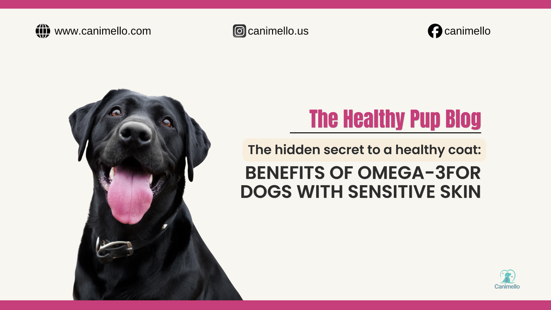 Fish oil supplement for dog skin health