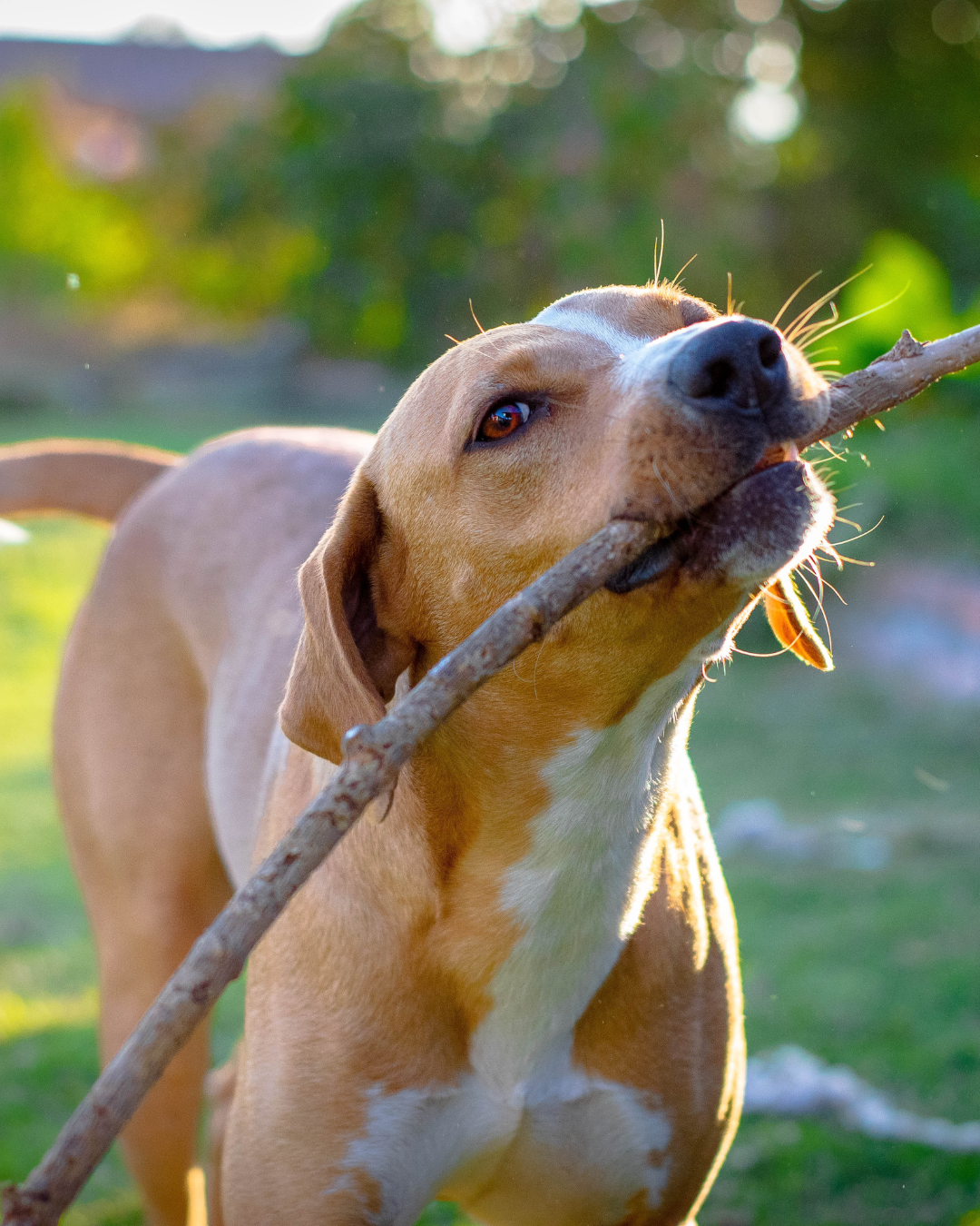 Quiet pup calming chews for dogs. Anxiety relief. Canimello 