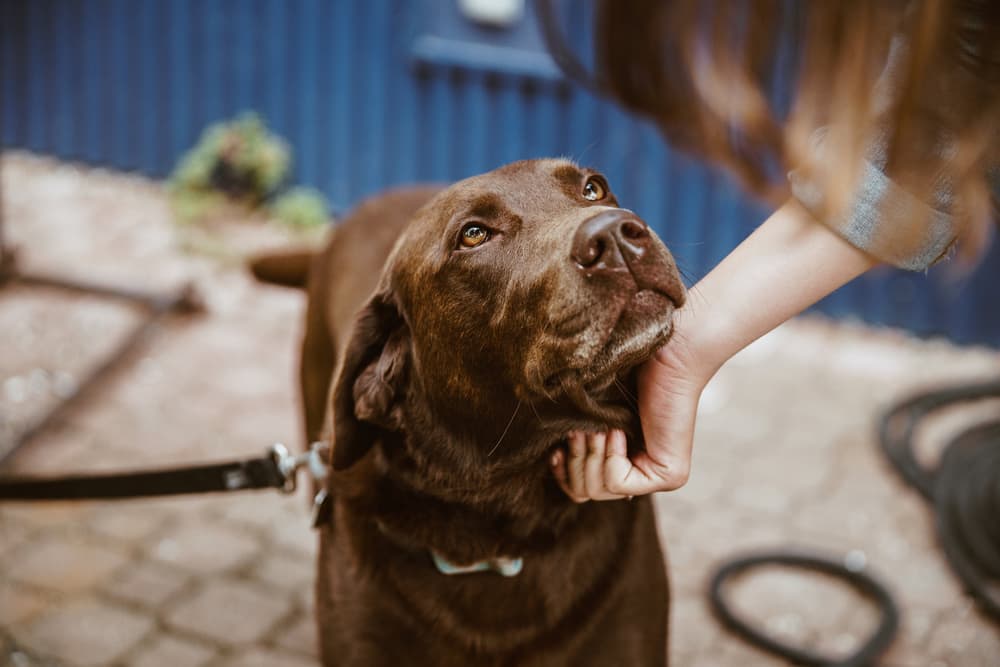 A chocolate Labrador with a glossy coat, looking up at its owner