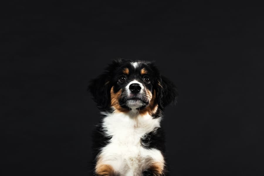 A dog photographed against a dark background, coat in detail