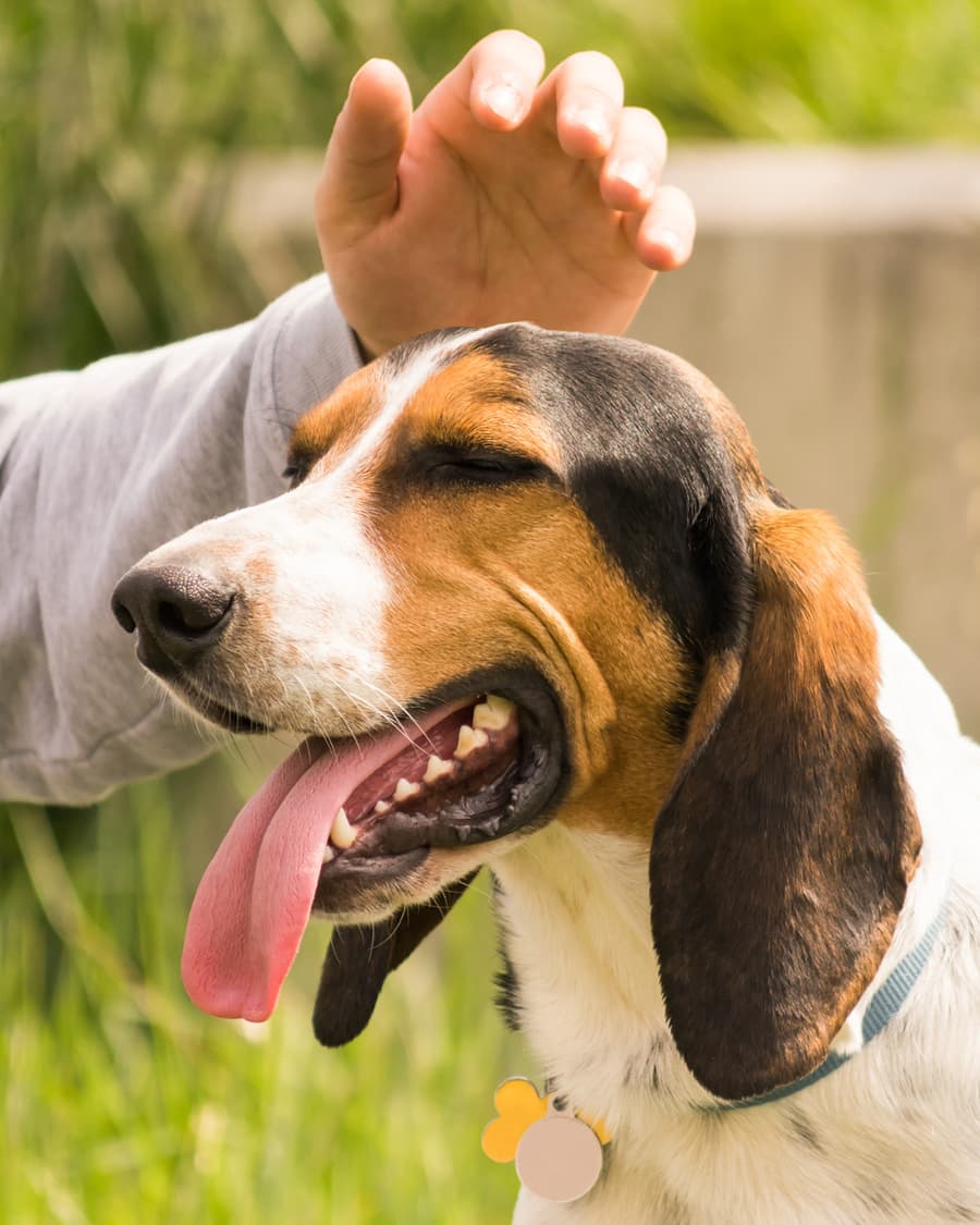 A hand reaching down to a calm, happy dog outdoors