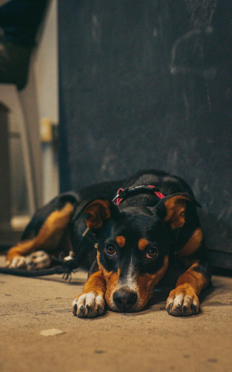 A dog lying down, unsettled